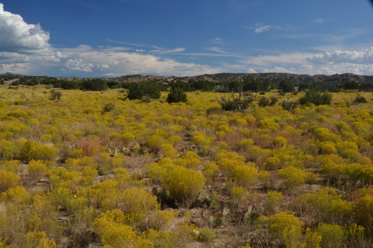 fields of yellow broomweed